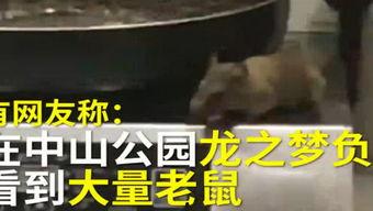 石家庄烤肉串爆料视频,街头美食新宠，视频曝光引热议  第3张